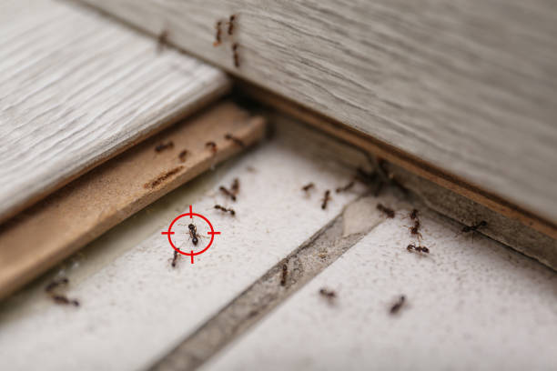 Best Best Pest Control Companies  in La Paloma, TX