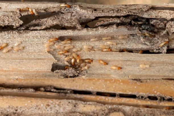 Wasp Removal Services in La Paloma, TX