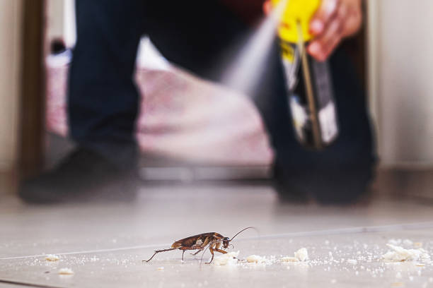 Best Spider Control Near Me  in La Paloma, TX