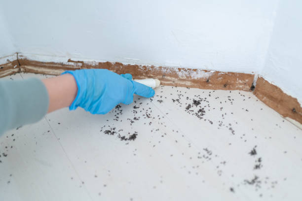 Best Affordable Pest Control Services  in La Paloma, TX